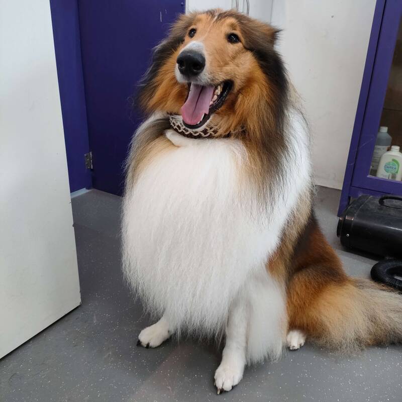 Paracord hondenhalsband