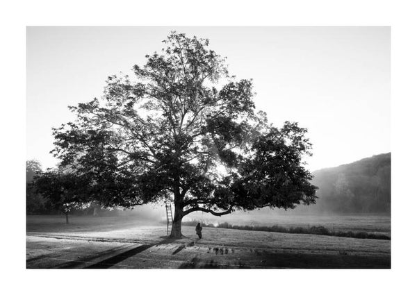Melancholia