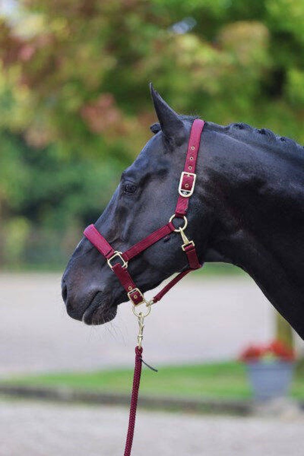 Classy halster pony merlot rood