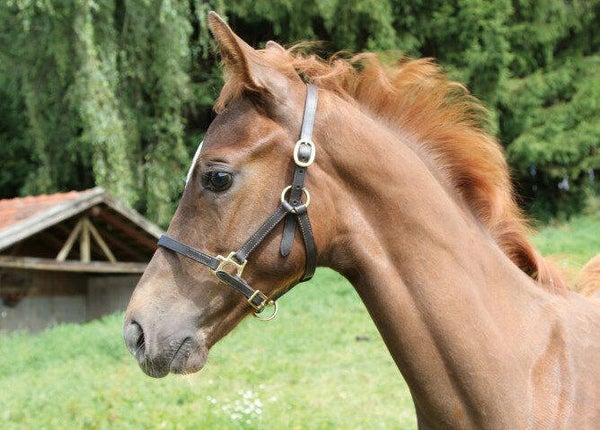Veulenhalster bruin leer