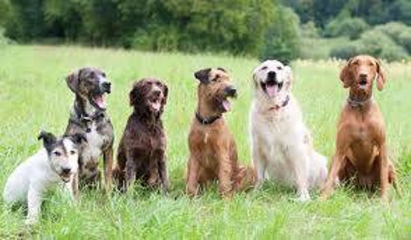 Honden stickers