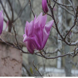 20250323_dsc06640-standard.jpg