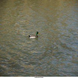 20250401_dsc06811-standard.jpg