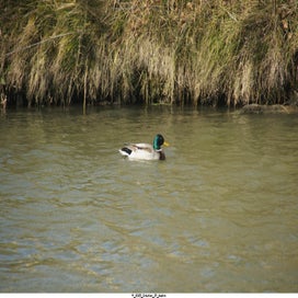 20250401_dsc06813-standard.jpg