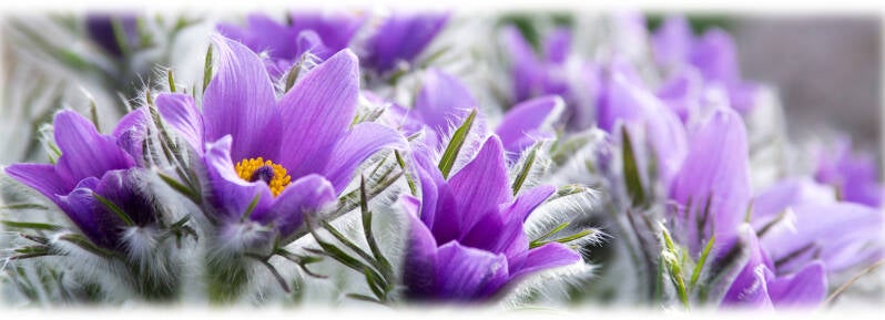 Eben noch ließ die Pulsatilla den Kopf hängen (s. Foto  oben), und nun blüht sie wieder auf.