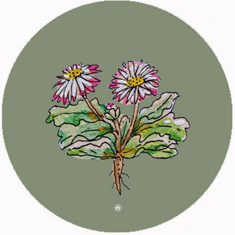 MUURCIRKEL PLANT - illustratie van EL