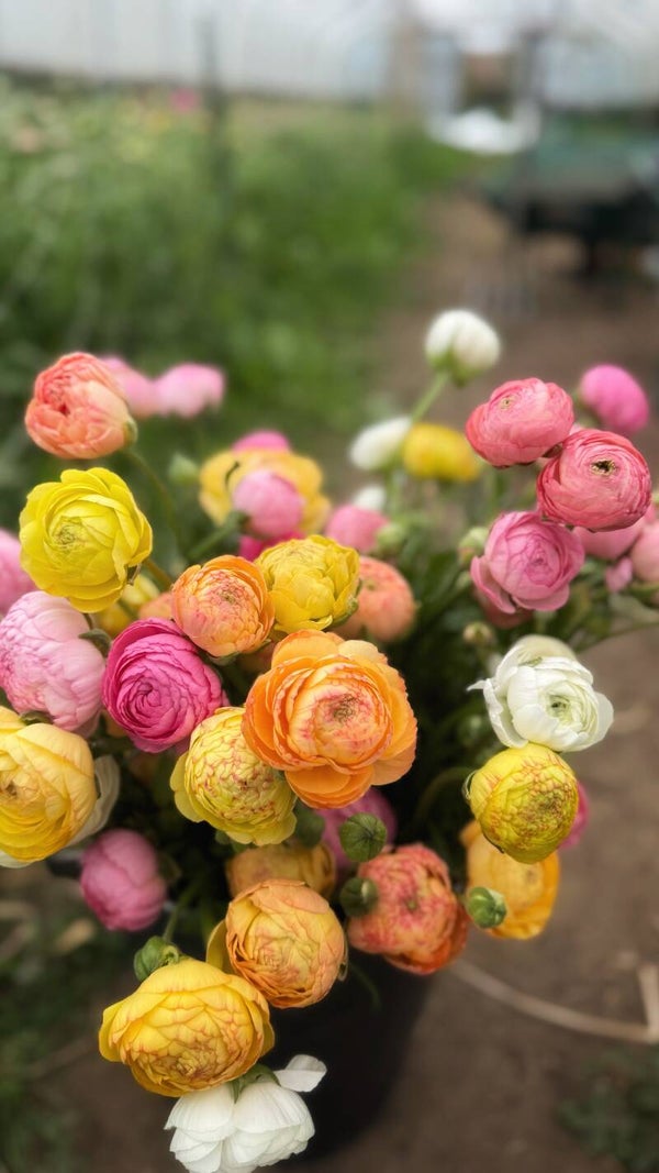 Ranunculus Workshop