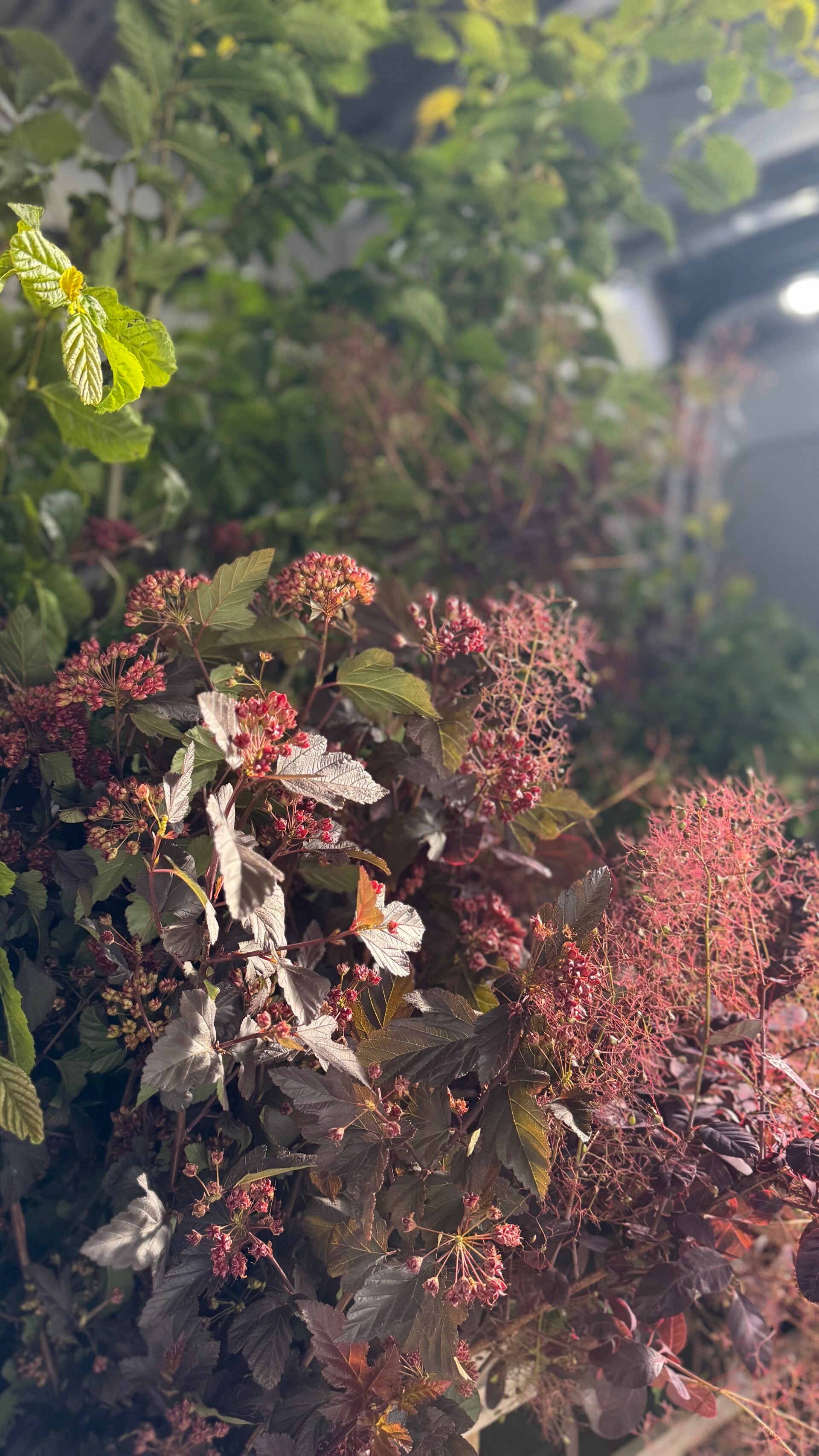 British Foliage Masterclass