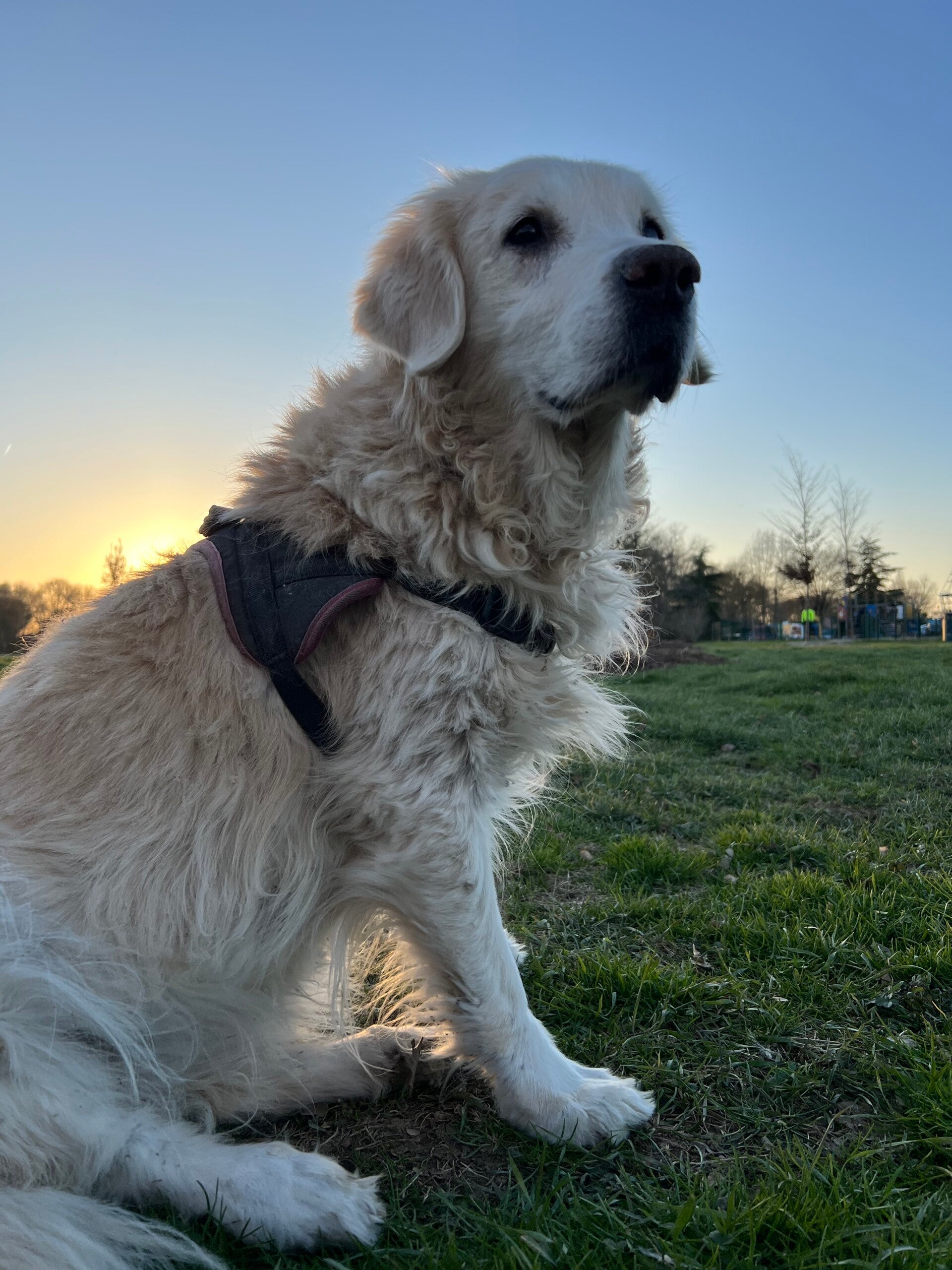 Pet-sitter Toulouse - Hangie & Compagnie