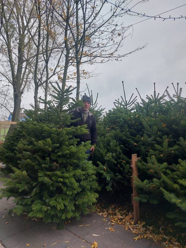 Nordmann 1,25m - 1,50m op pot