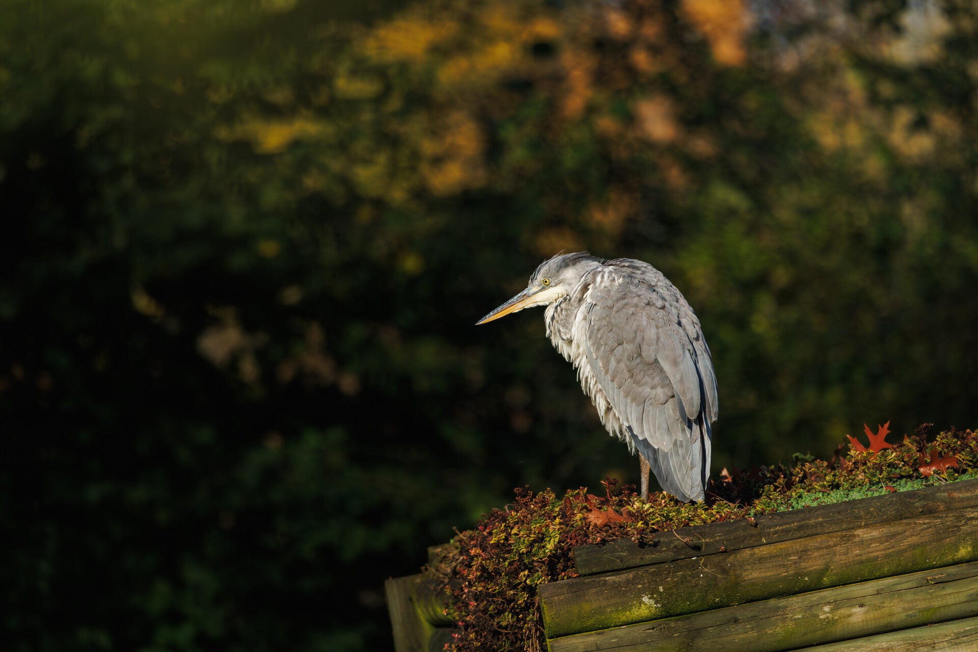 Blauwe reiger