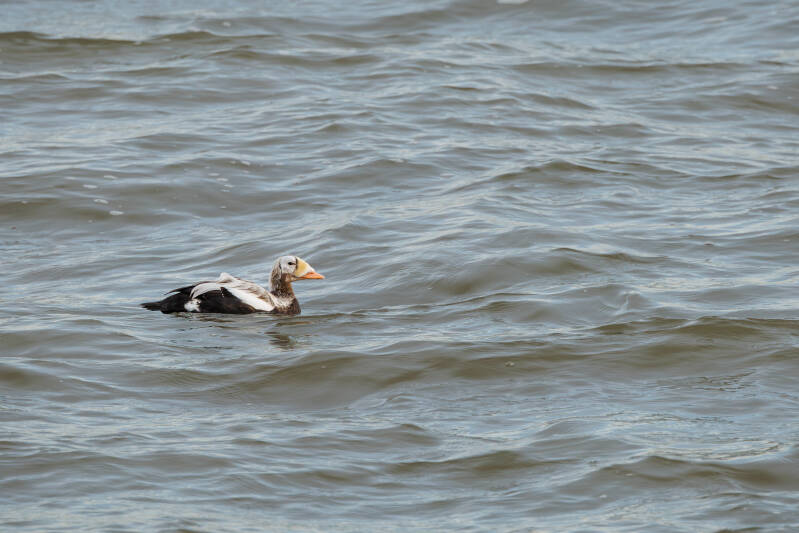 Brileider op Texel