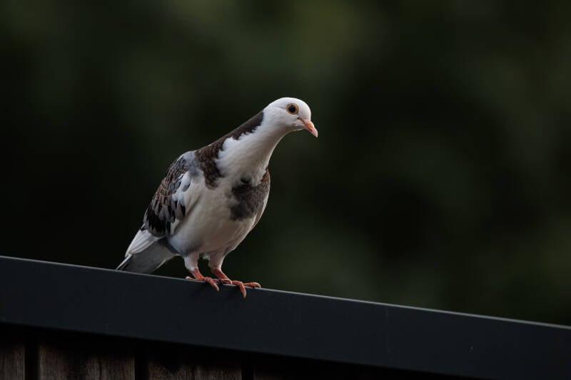 Witte Stadsduif op het dak