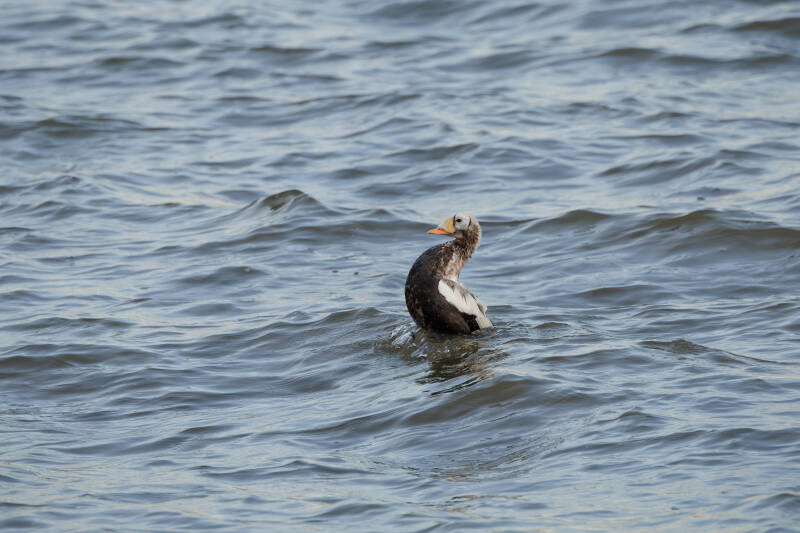 brileider - plüschkopfente