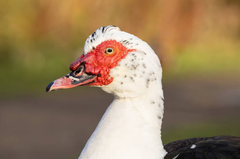 muskuseend / moschusente