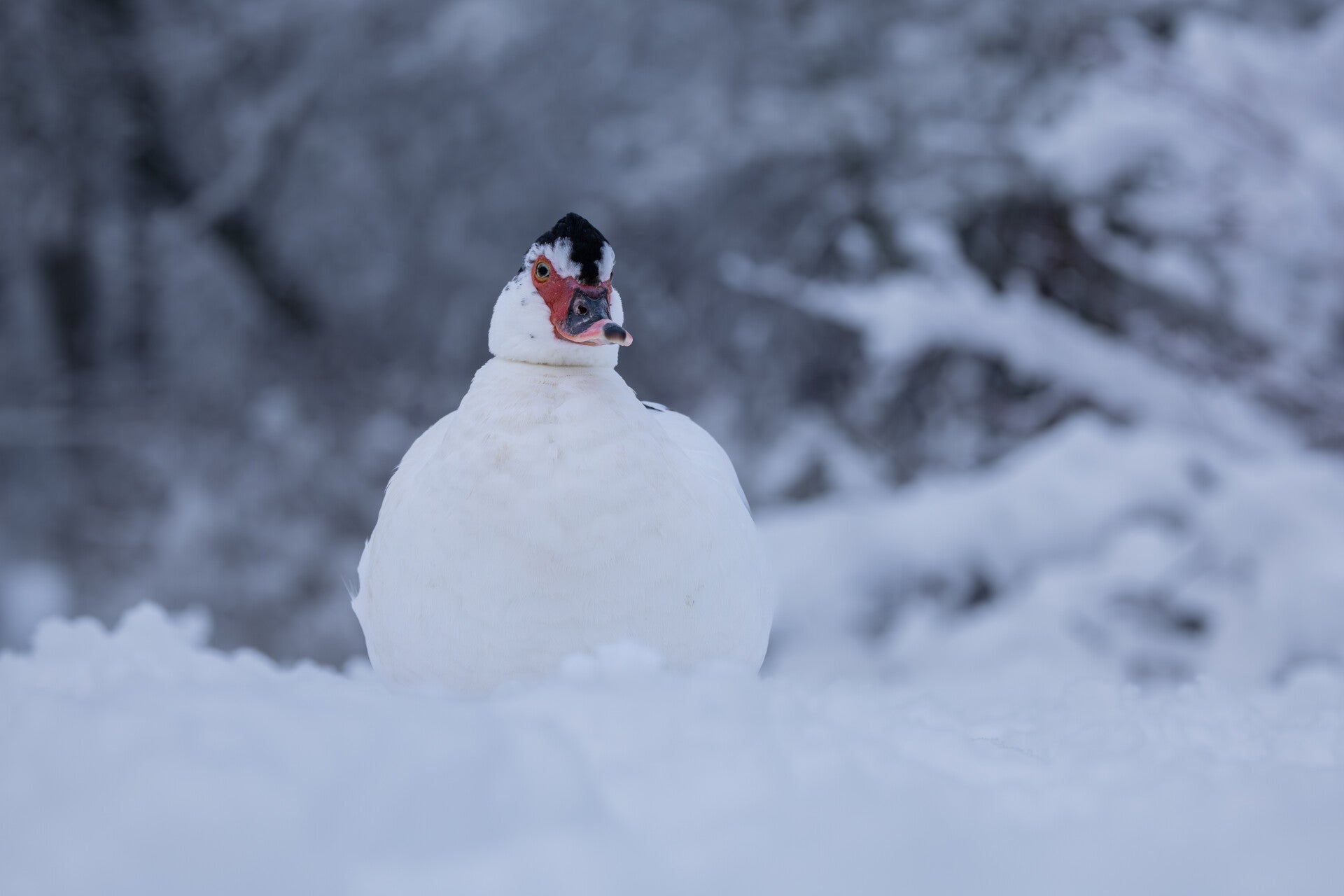Muskuseend in de sneeuw