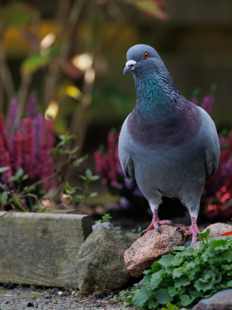 Stadsduif in de tuin 