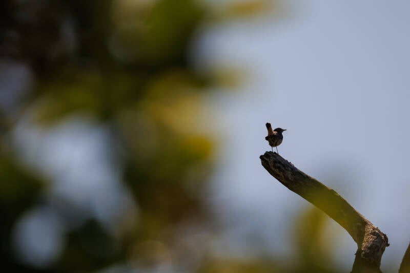 Vogeltje Sneekermeer