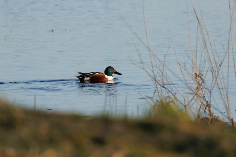 Slobeend Sneekermeer