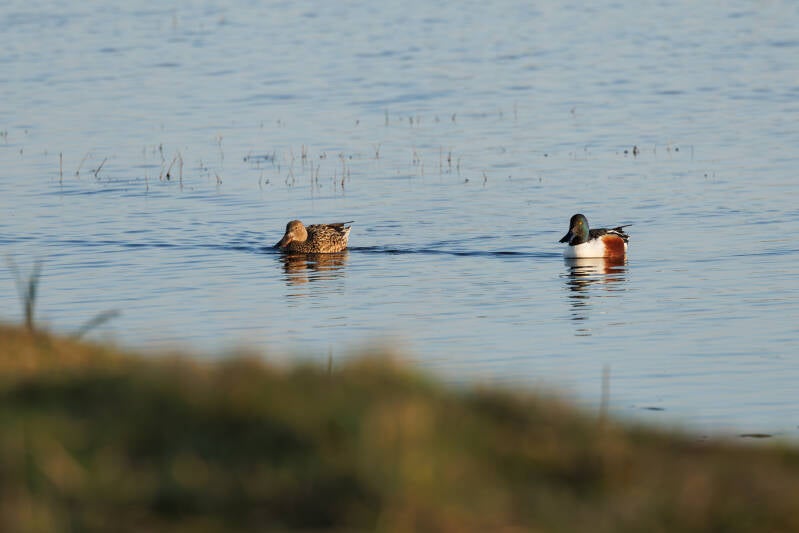 Slobeenden Sneekermeer