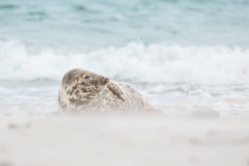 Grijze zeehond