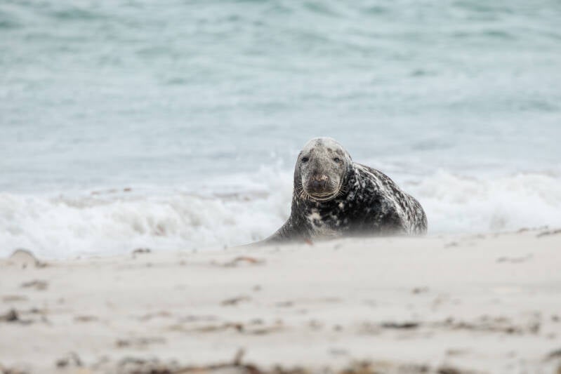 Grijze zeehond