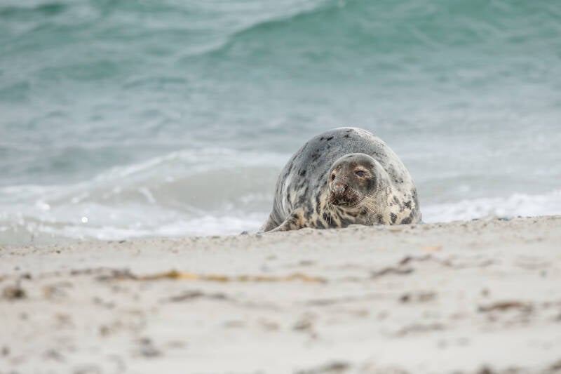 grijze zeehond