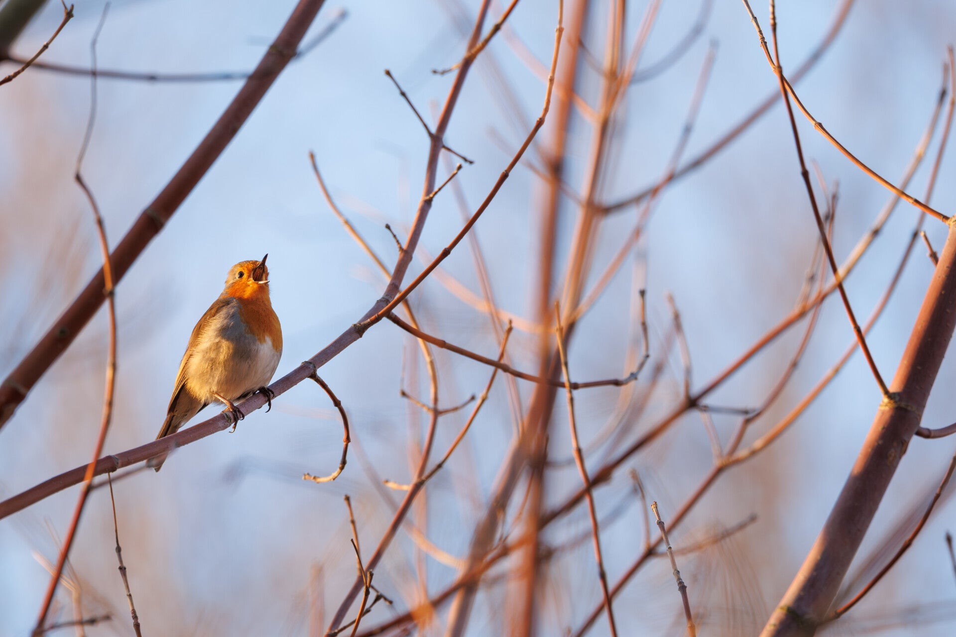 Roodborstje - Rotkehlchen Magdeburg