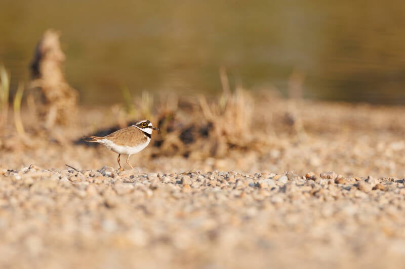 Flussregenpfeifer Kleine Plevier Alte Elbe Magdeburg