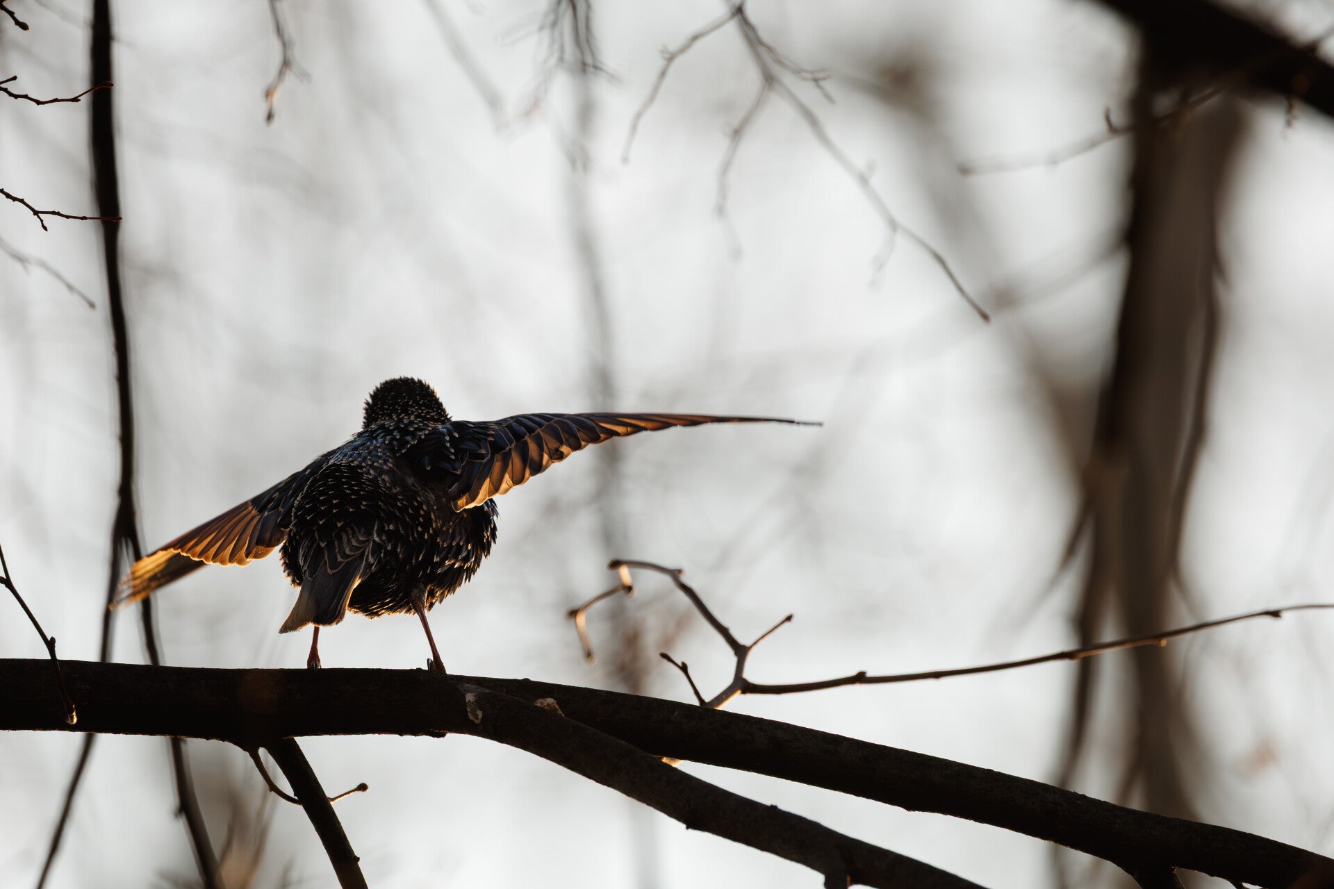 Spreeuw tijdens zang