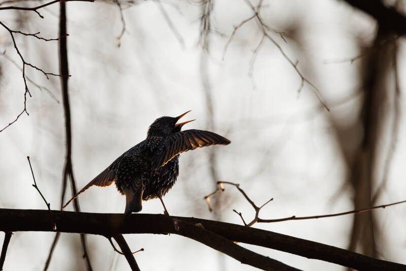 Spreeuw tijdens zang