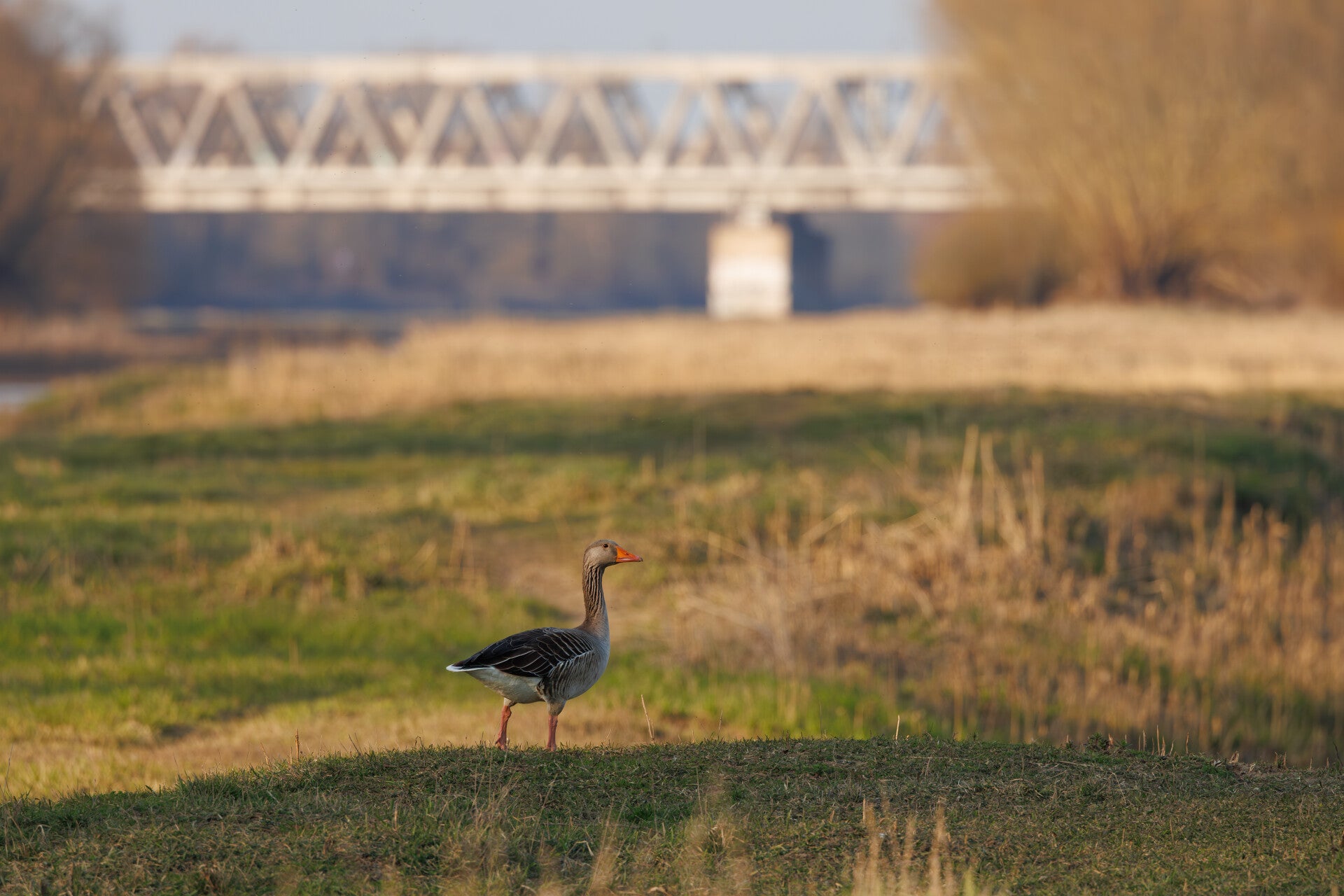 Alte Elbe in Magdeburg
