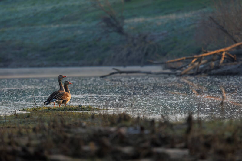 Graugänse Alte Elbe Magdeburg