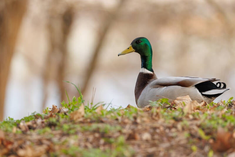 Wilde eend Alte Elbe Magdeburg