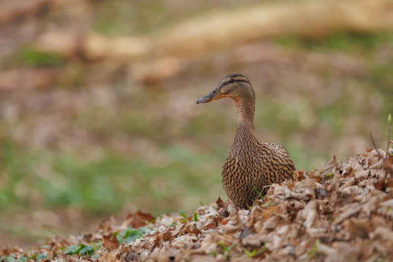 Wilde eend Alte elbe Magdeburg