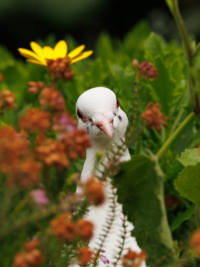 Witte stadsduif in de tuin