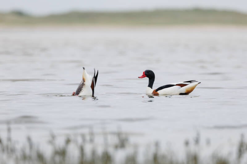 Bergeenden op Texel