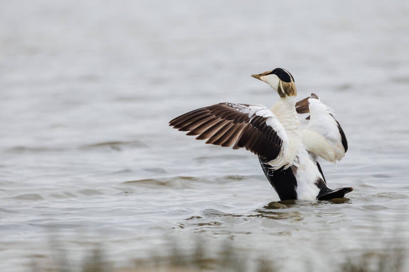 Eidereend op Texel