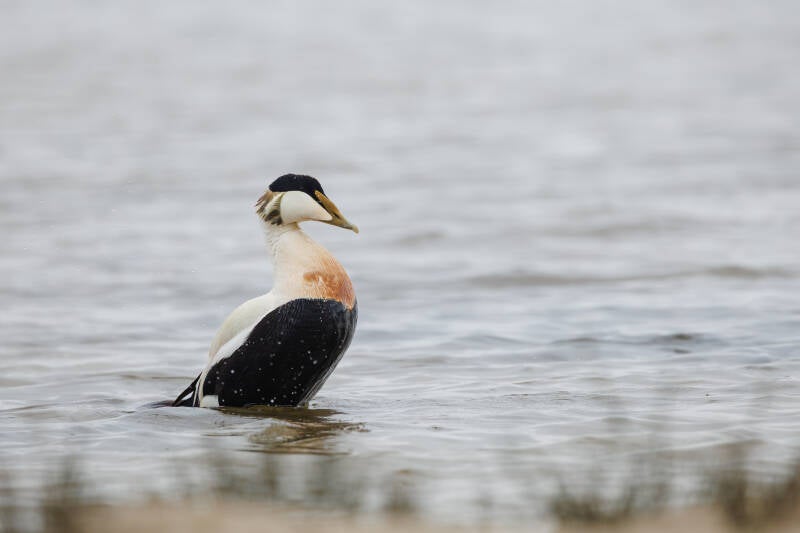 Eidereend op Texel