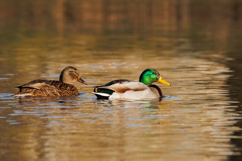 wilde eend