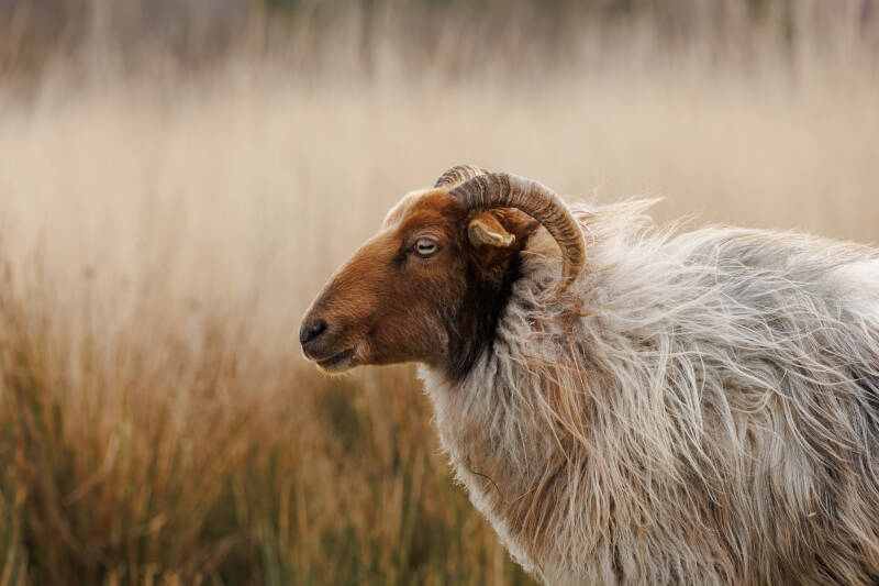 schaap