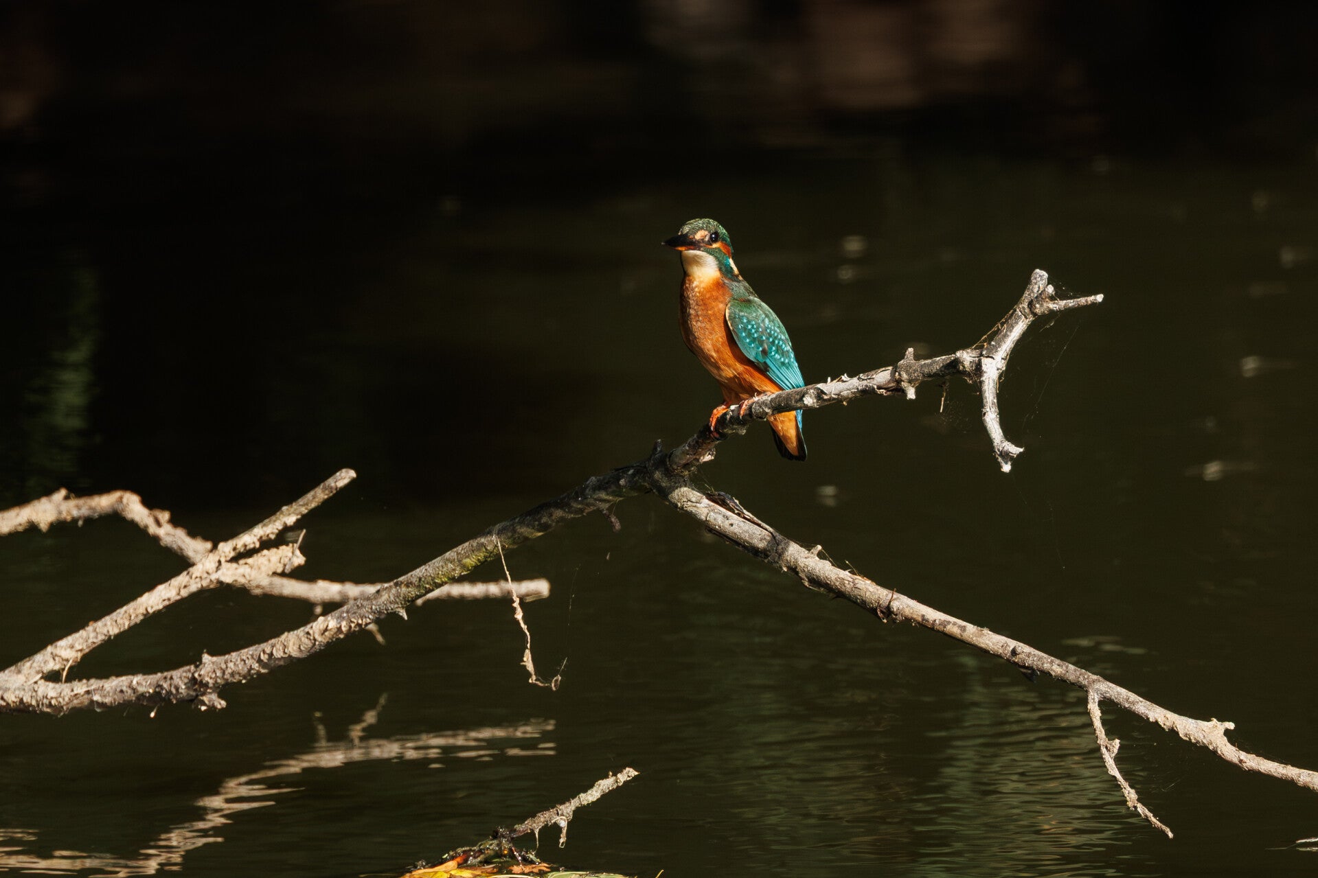 ijsvogel op een tak