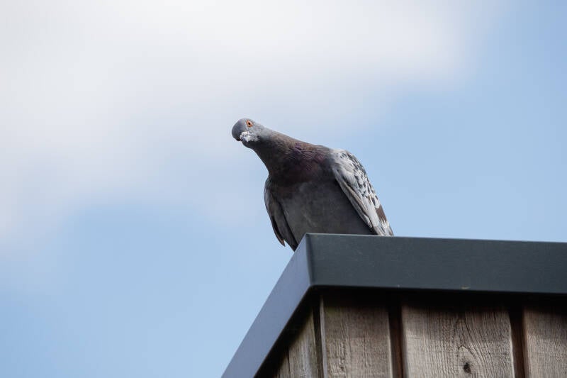 Stadsduif op het dak 