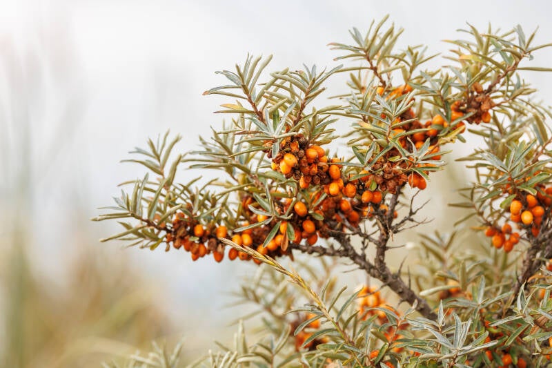 Sanddorn Texel, Duindoorn texel