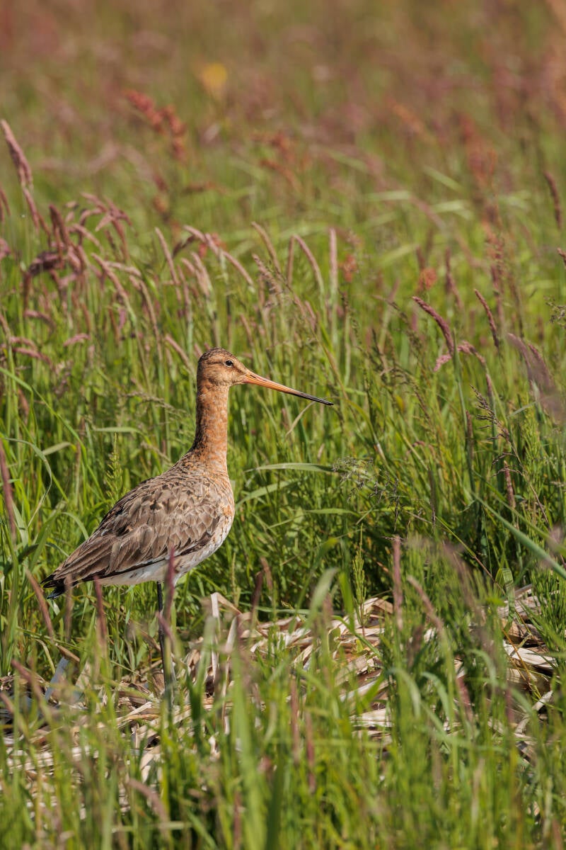 grutto / uferschnepfe