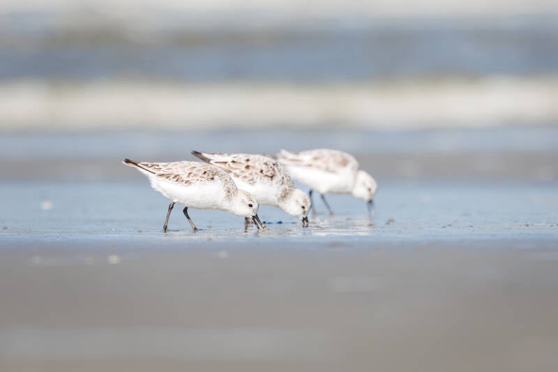 drieteenstrandloper