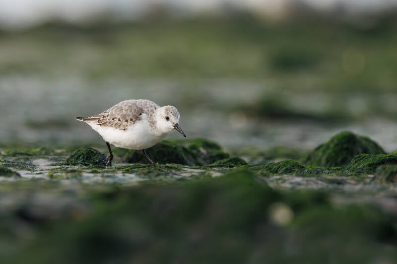 Drieteenstrandloper