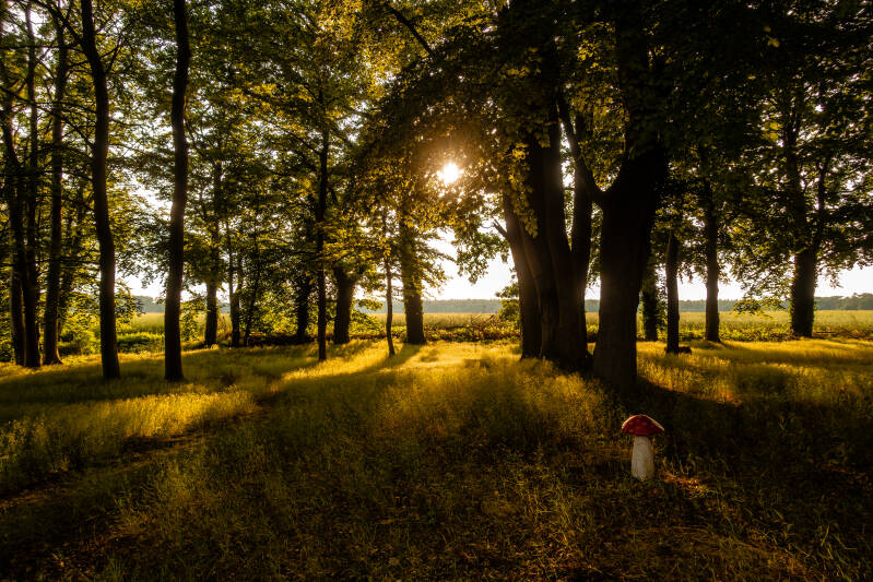 Wald Röbel