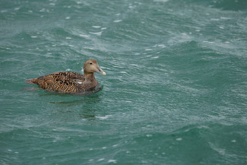 Eider vrouwtje