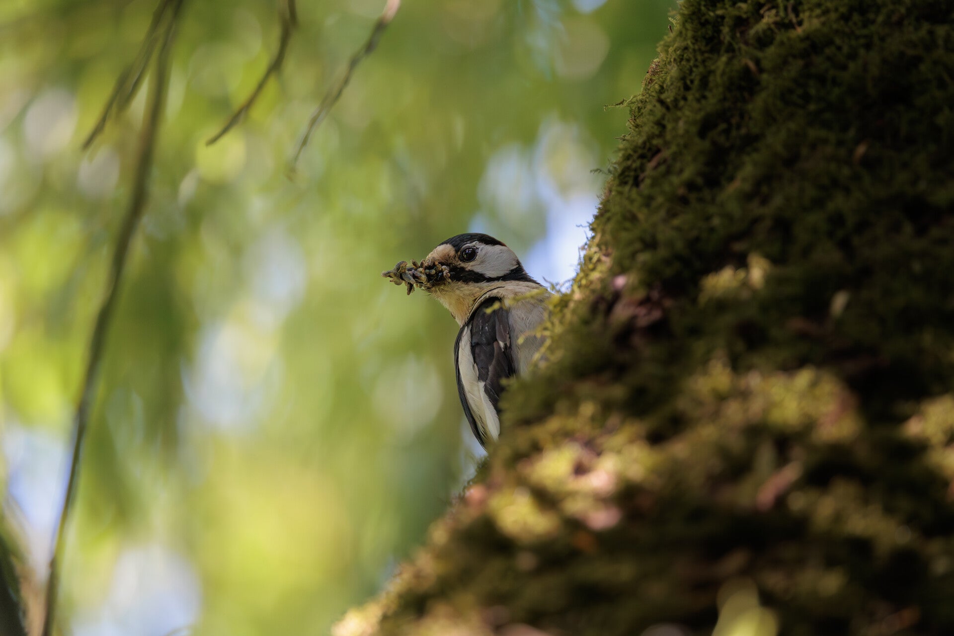 grote bonte specht